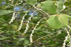 Dioscorea tomentosa